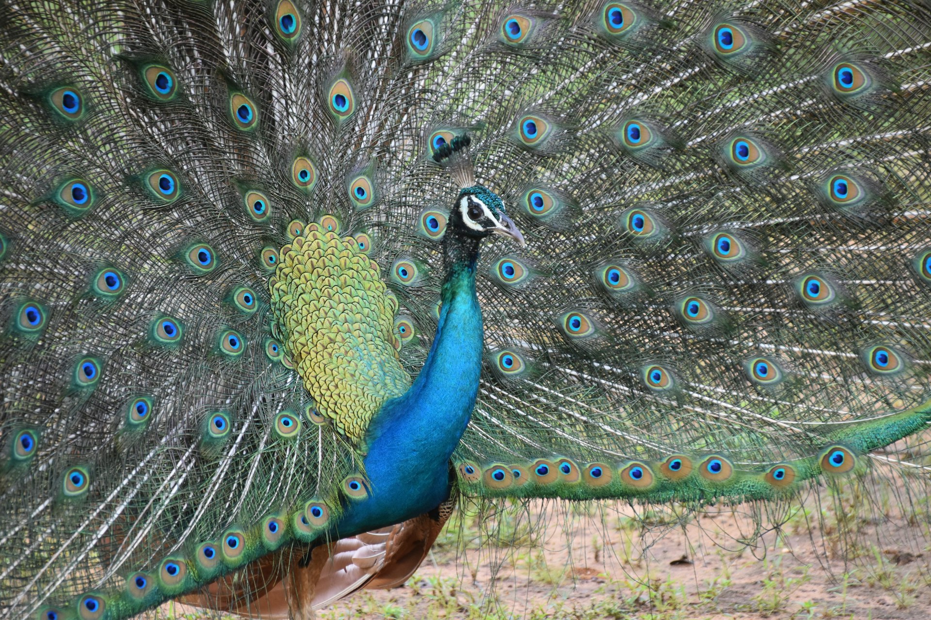 blue green and brown peacock