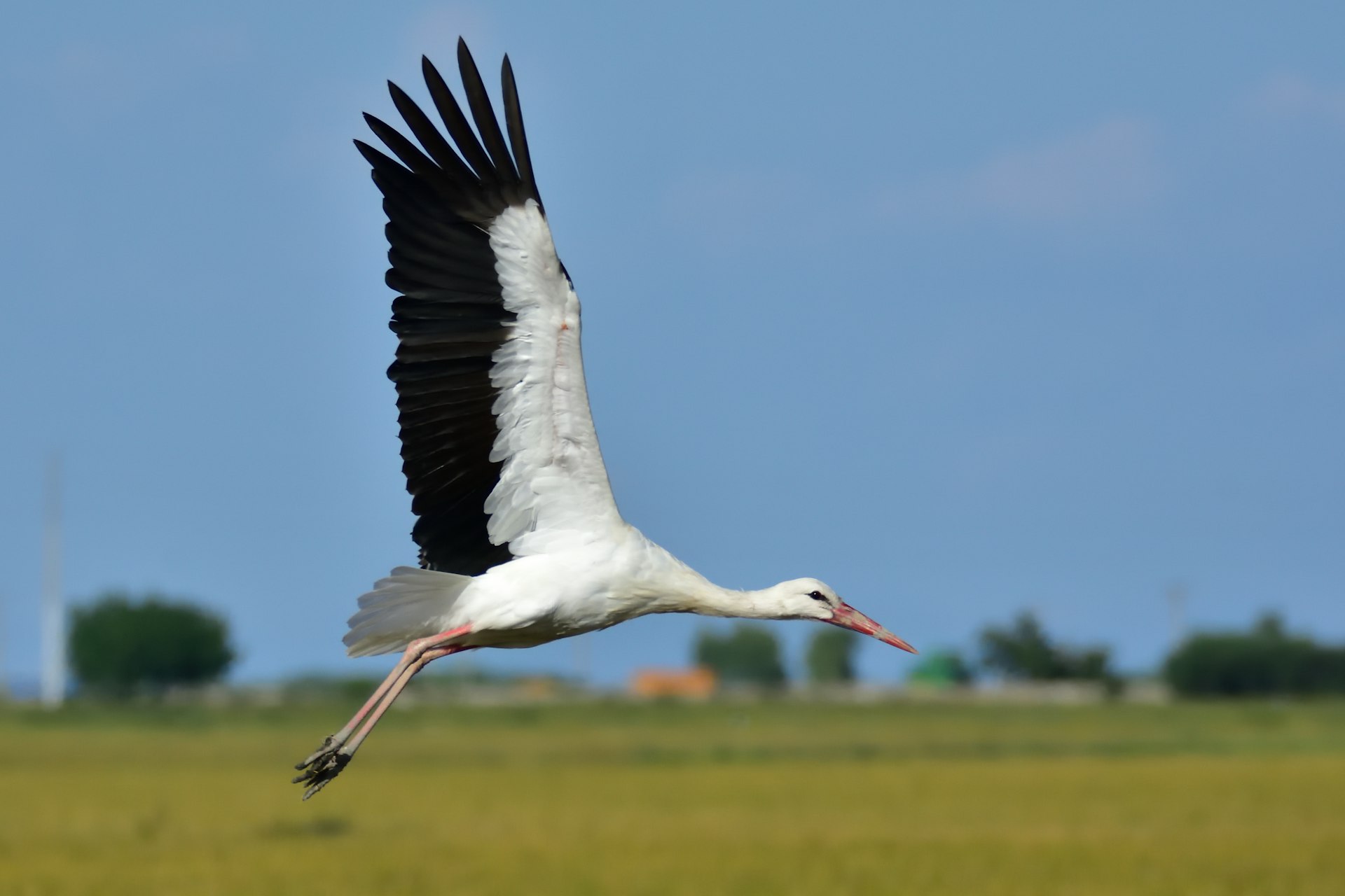 white stork flying during daytime