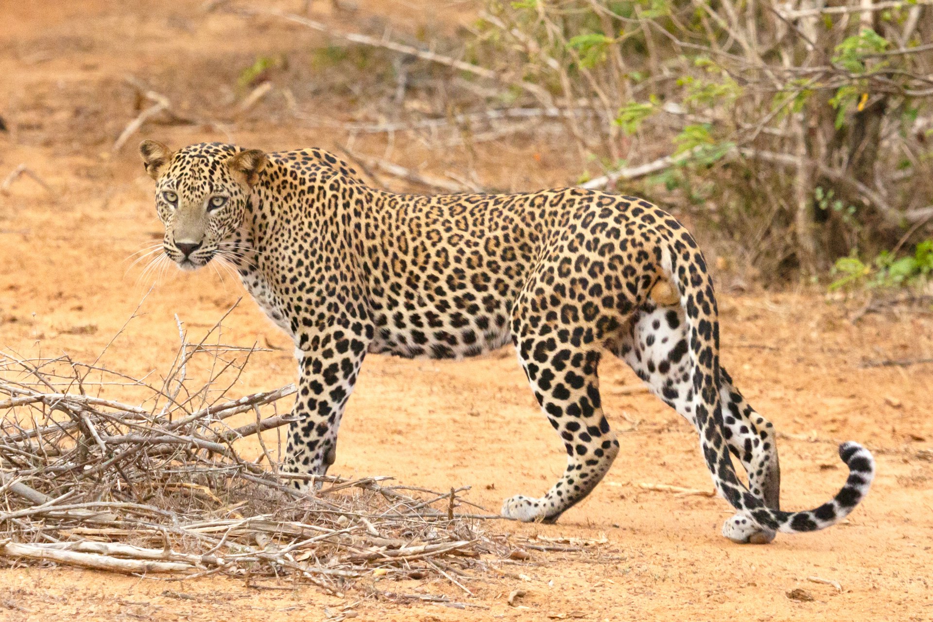 a large leopard walking across a dirt field