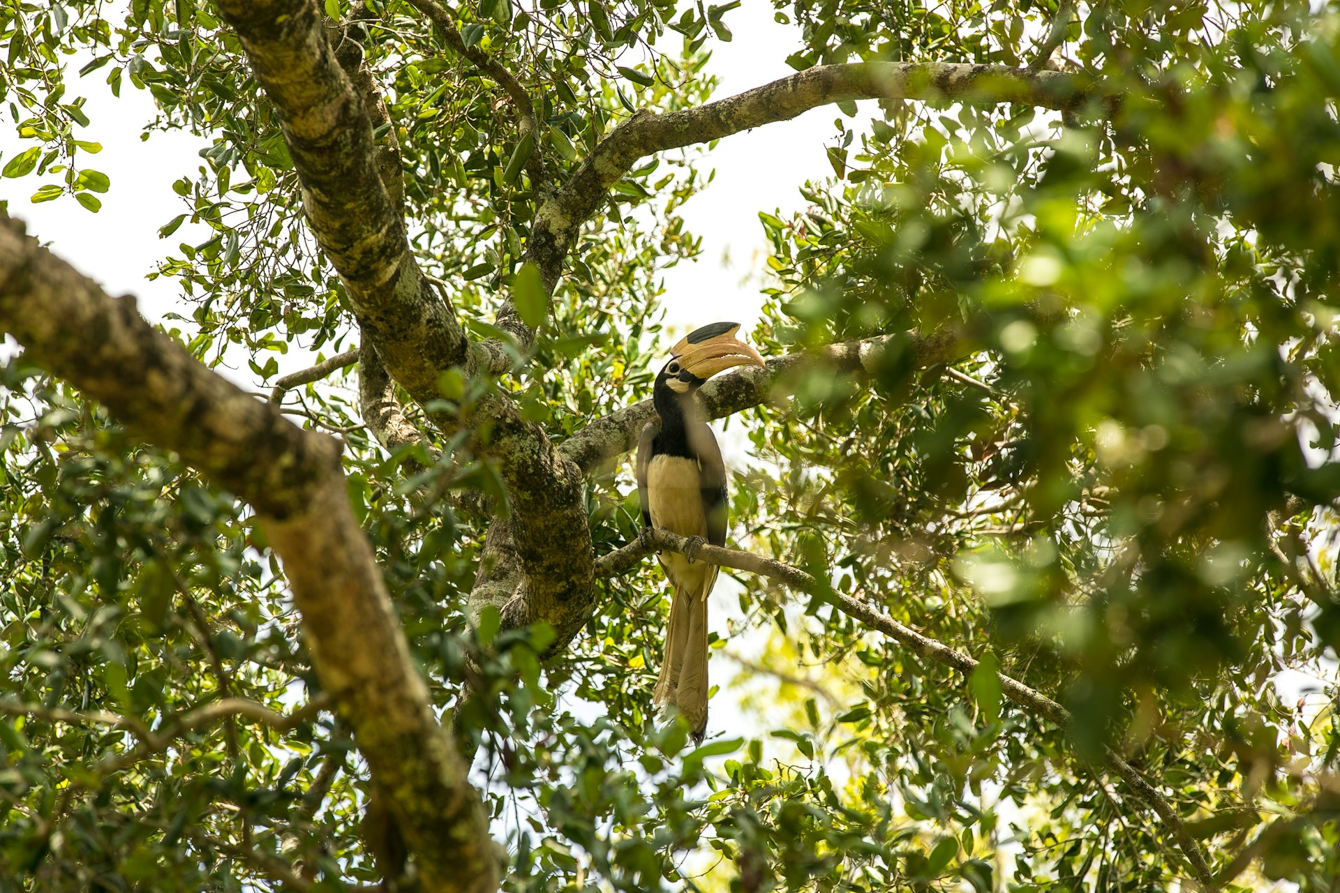 bird preaching tree