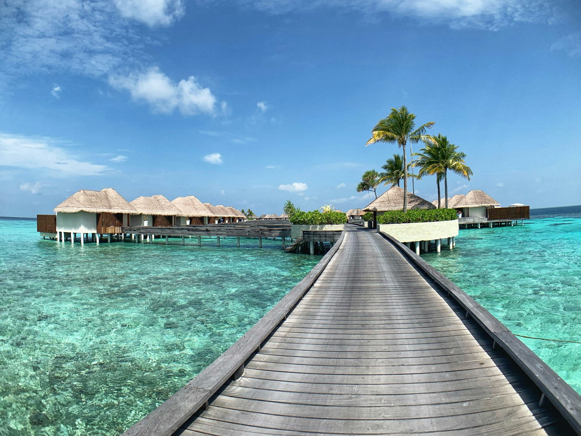 brown wooden dock near palm trees during daytime