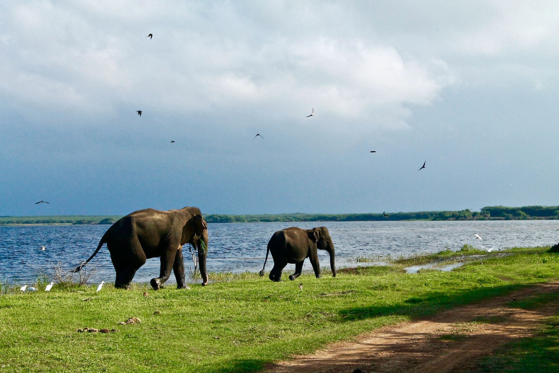 two elephants walking beside body of water during daytime