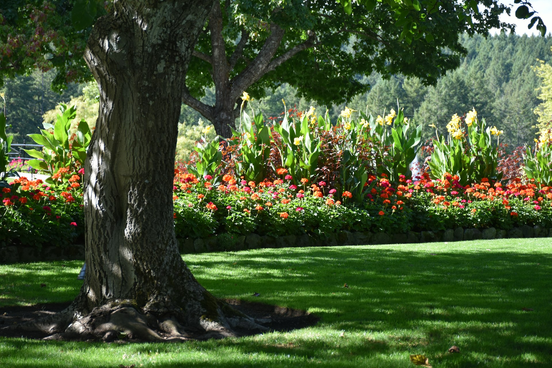 a tree in a park